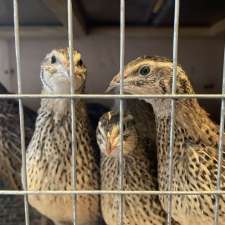 Jumbo Coturnix Quail - Nicks Chicks (By appointment) | 2687 ON-12, Brechin, ON L0K 1B0, Canada