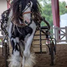 Cyclone Gypsy Horses | La Broquerie, MB R0A 0W0, Canada