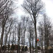 Downey Tree Service | 2781 Ronald Rd, Minesing, ON L9X 1H5, Canada