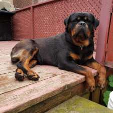 Rotherwood Kennel Rottweiler | Erie Ave S RR 2, Fisherville, ON N0A 1G0, Canada
