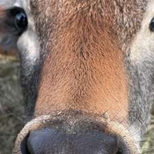 Thistle Hill Farm Petting Zoo & Pony Rides | 22137 AB-21, Hay Lakes, AB T0B 1W0, Canada