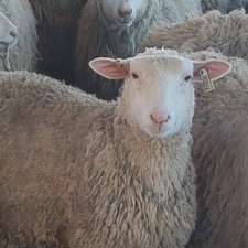 Canada Sheep & Lamb Farms Ltd. | Stony Mountain, MB R0C 3A0, Canada