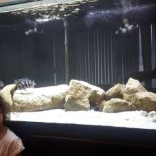 Miracles Aquariums | 26 French Dr, Mono, ON L9W 5W1, Canada