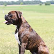 Winchester Boxers Ontario | 17420 Elginfield Rd, St. Marys, ON N4X 1C6, Canada