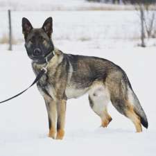SHIELD K9 - Dog Training | 7272 Gore Rd, Puslinch, ON N0B 2J0, Canada