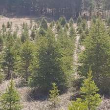 Hill Haven Christmas Trees | Jackson Lake Provincial Rd. 352 South East on Rural Rd. 59 North Gate number 58142 NE28, 10 12W, Sidney, MB R0H 1L0, Canada