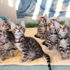 JungleBeauty Bengals | 53 Shaftsbury Dr, Kitchener, ON N2A 2W5, Canada