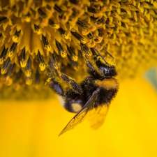Bombus Ecoscapes | 113 McMichael St, Kingston, ON K7M 1N1, Canada