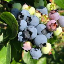 The Blueberry Patch | 289 Brant County Hwy 53, Burford, ON N0E 1A0, Canada