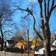Canopy Tree Care | 46 James St, Seaforth, ON N0K 1W0, Canada