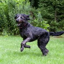 Perfect Dog For Life Off Leash K9 Training | 2092 Foreman Rd RR6, Cambridge, ON N1R 5S7, Canada