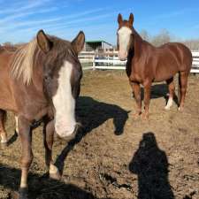 BP Sport Horses | 40125 Richland Rd 54N, Anola, MB R0E 0A0, Canada