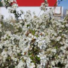 Prairie Bee Meadery | C43W+VF, Caron, SK S0H 0R0, Canada