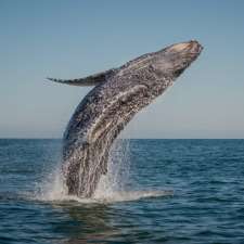 Orca Spirit Whale Watching Adventures | 17293 Parkinson Rd, Port Renfrew, BC V0S 1K0, Canada