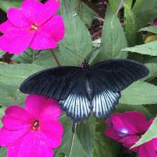 Butterfly World, Coombs | 1080 Winchester Rd, Coombs, BC V0R 1M0, Canada