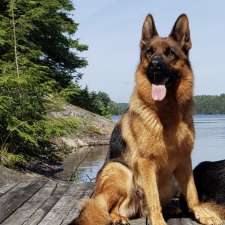 Redwood German shepherds kennel | 100 Hwy 17, Walford, ON P0P 2E0, Canada