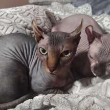 Rare N Bare Sphynx Cattery | 78 Main St S POB 128, Hagersville, ON N0A 1H0, Canada