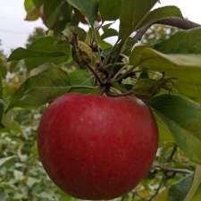 Frier Orchards — Rockburn Cidery | 2365 QC-202, Hinchinbrooke, QC J0S 1A0, Canada