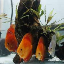 Fishy Addictions | Thorburn Area, call for appointment, Airdrie, AB T4A 2C5, Canada