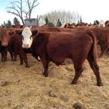 Primrose Livestock Ltd. | 95058 Range Road 222, Lethbridge County, Shaughnessy, AB T0K 2A0, Canada