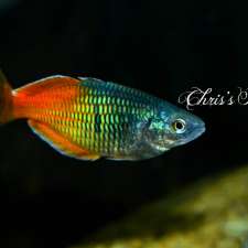 Chris's Fish's (appointments only please call) | 10423 172 Ave NW, Edmonton, AB T5X 4X4, Canada