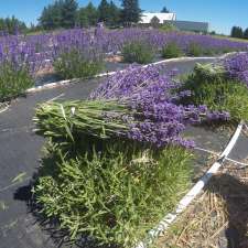 Lavender at Ocean Breeze Farm - Closed for the season | 103 Chemin Goguen, Saint-Édouard-de-Kent, NB E4S 4S5, Canada