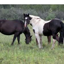 Spotted Draft Horse Registry | Nichol Rd, Moosehorn, MB R0C 2E0, Canada