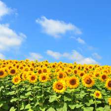 Bombshell Blooms Sunflower Field and Flower Farm | 137 Line 9 S, Hawkestone, ON L0L 1T0, Canada