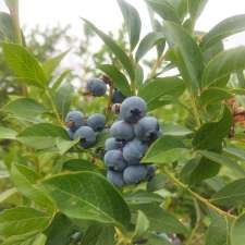 Cultus Lake Organic Blueberries | 1385 Frost Rd, Lindell Beach, BC V2R 4X8, Canada
