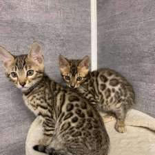 Bengal Babies Cattery | 734 Hampton Hills Dr, High River, AB T1V 0E6, Canada