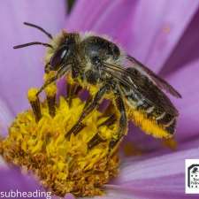 Backyard Pollinator | 320 Royal St, Imperial, SK S0G 2J0, Canada