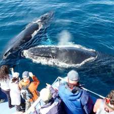 Gatherall's Puffin & Whale Watch | 90 Northside Rd, Bay Bulls, NL A0A 1C0, Canada