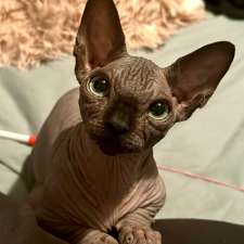 Nakies R Us Sphynx Cattery | 1368 Commissioners Rd W, London, ON N6K 1E2, Canada
