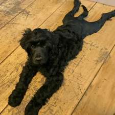 Claircreek Portuguese Water Dogs - Board and Train and other services | 7907 16 Line, Arthur, ON N0G 1A0, Canada