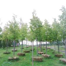 JCA Trees | 1102 Erbs Rd, St. Agatha, ON N0B 2L0, Canada