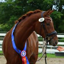 Uphill Dressage by Emily Hill | 321 Friendly Acres Rd, Hastings, ON K0L 1Y0, Canada