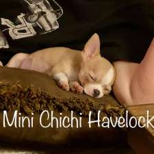 Élevage de Chihuahua Mini Chichi Havelock | 430 Rang St Charles, Saint-Chrysostome, QC J0S 1R0, Canada