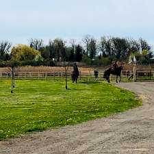 Top Rail Stables Inc. | 16406 5 Sideroad, Norval, ON L0P 1K0, Canada