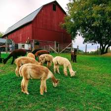 Thistle Creek Alpaca Farm | 1091 Ostrander Rd, East Aurora, NY 14052, USA