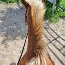 Hidden Valley Horses | 9146 Sundown Rd N, Sundown, MB R0A 2C0, Canada
