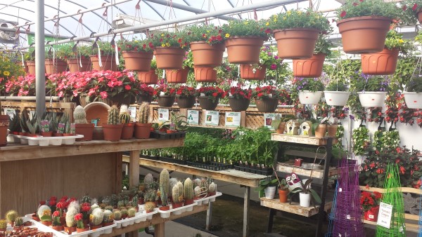 Van Luyk Greenhouses and Garden Centre | store | 1728 Gore Rd, London, ON N5W 5L5, Canada | 5194552646 OR +1 519-455-2646